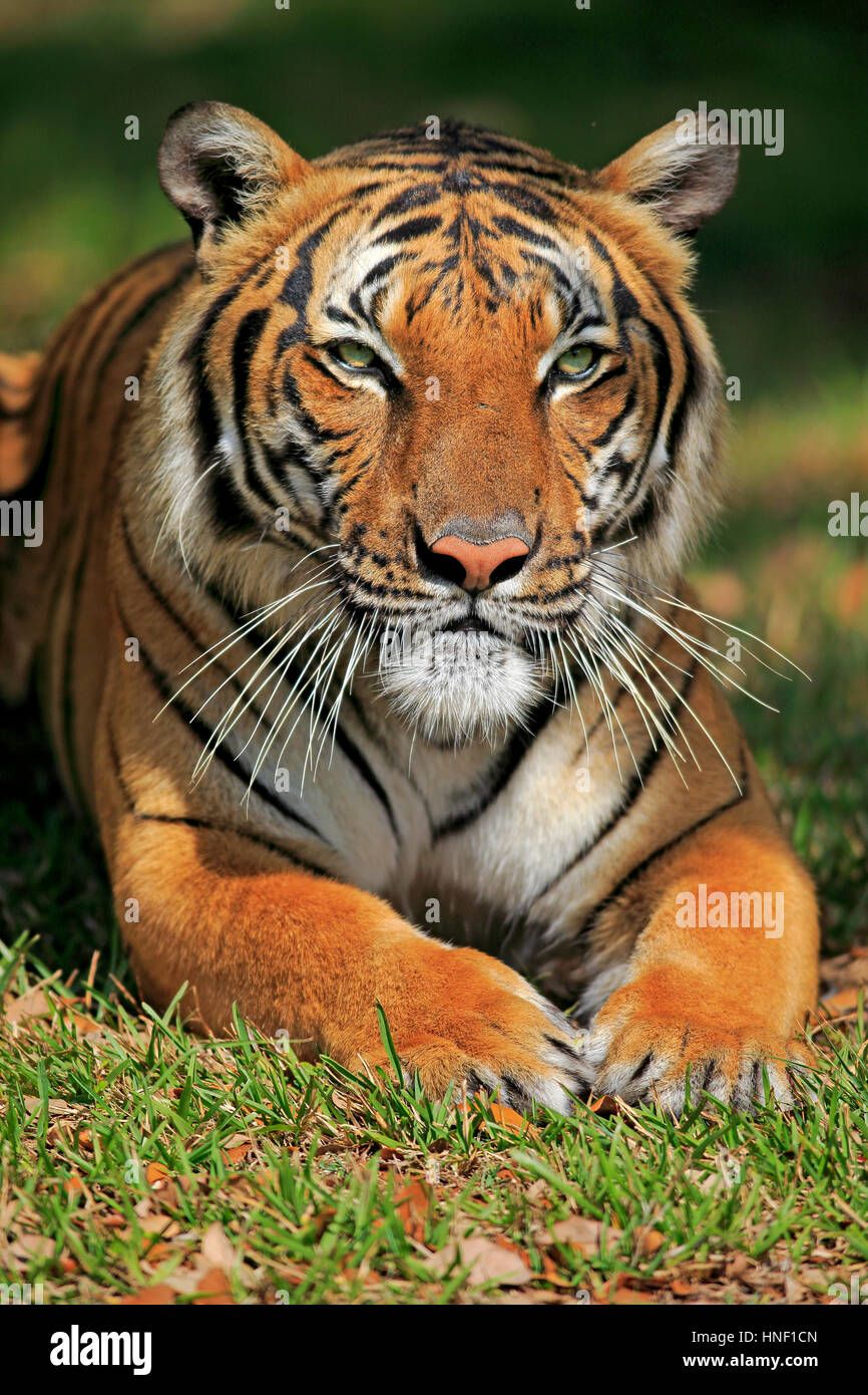 Indian Tiger, (Panthera tigris tigris), India, Asia, adulti di appoggio verticale Foto Stock