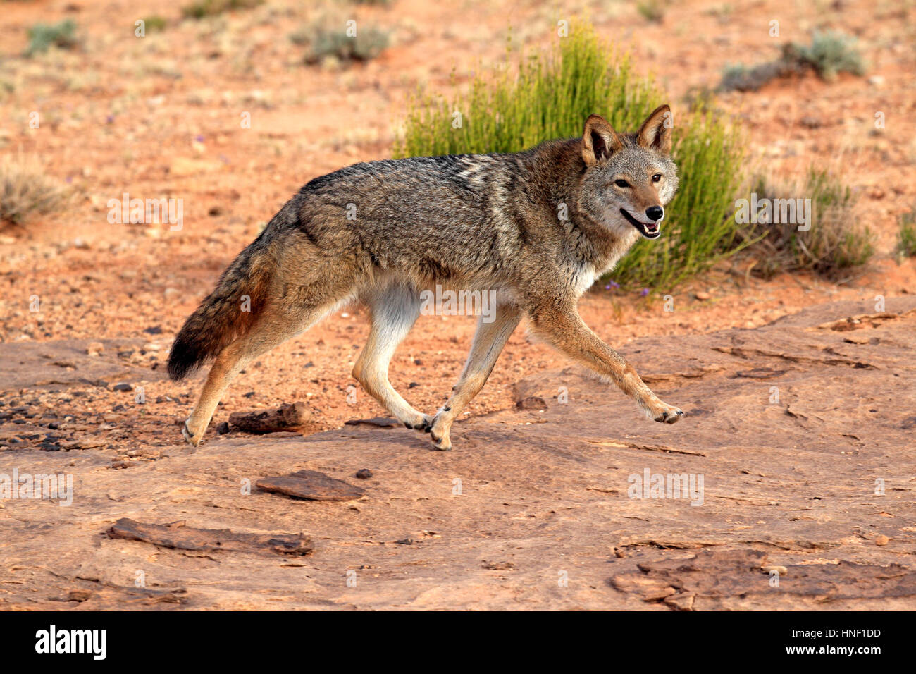 Coyote, (Canis latrans), Monument Valley, Utah, Stati Uniti d'America, adulti alla ricerca di cibo Foto Stock