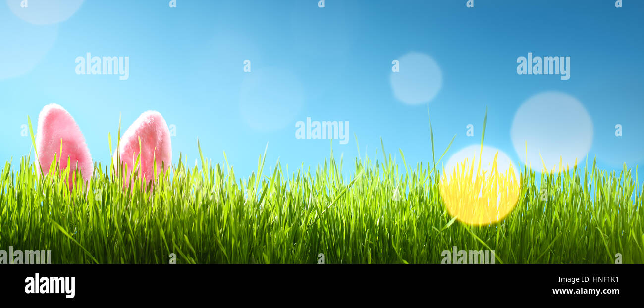 Coniglietto di Pasqua le orecchie in erba,copia di spazio per il tuo testo Foto Stock