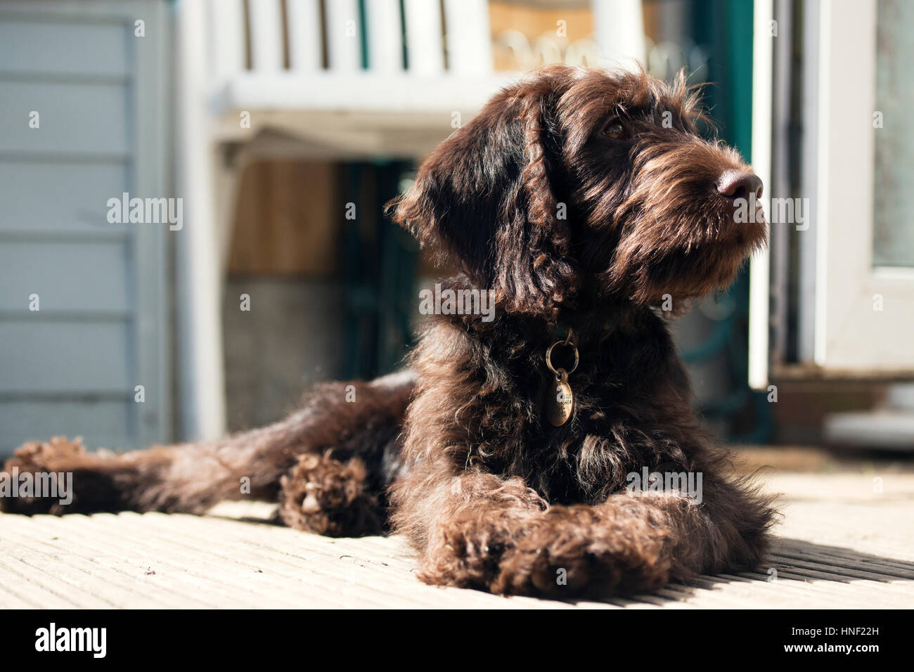 Labradoodle cucciolo Foto Stock