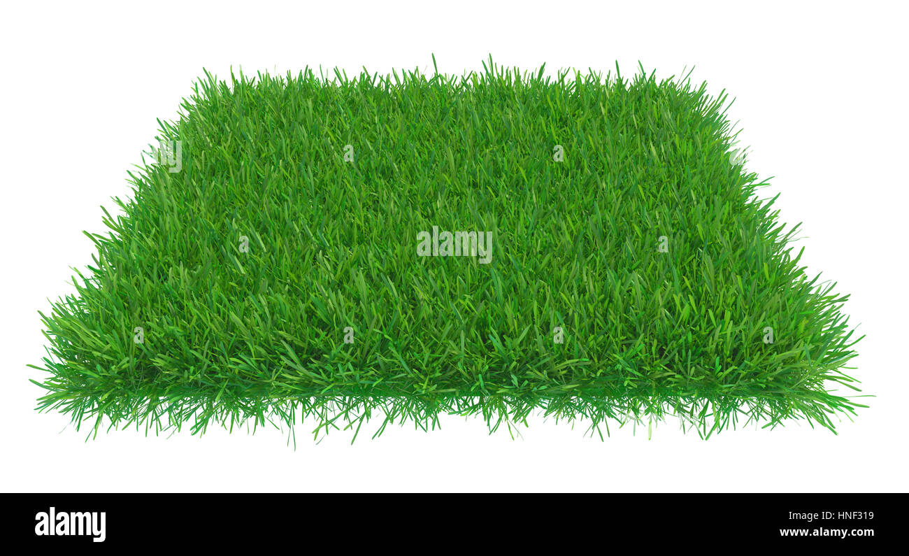 Erba verde campo isolato su sfondo bianco Foto Stock