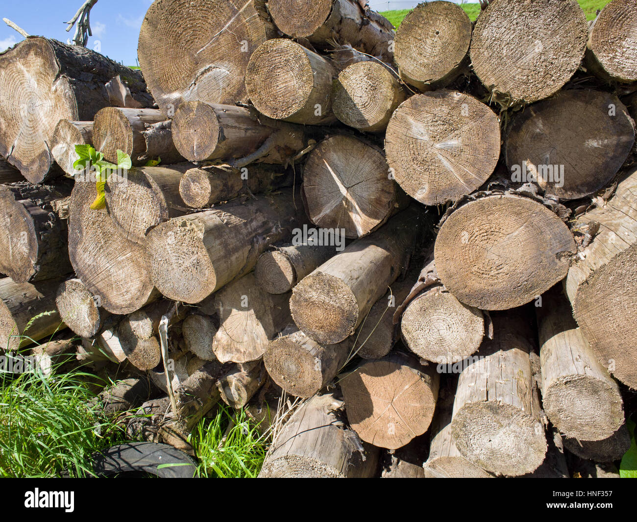 Palo di legno di registri abbattuto Foto Stock