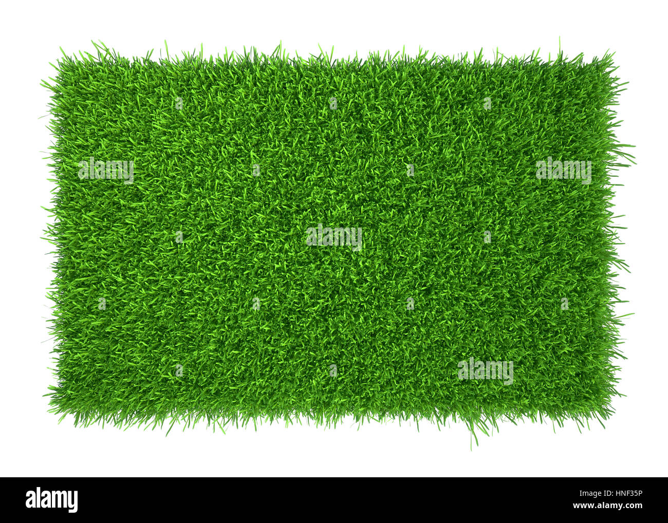 Erba verde campo isolato su sfondo bianco Foto Stock