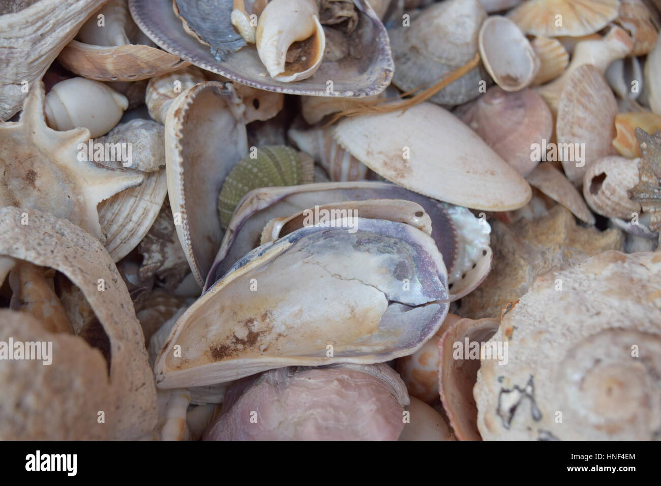 Coperture del mare Foto Stock