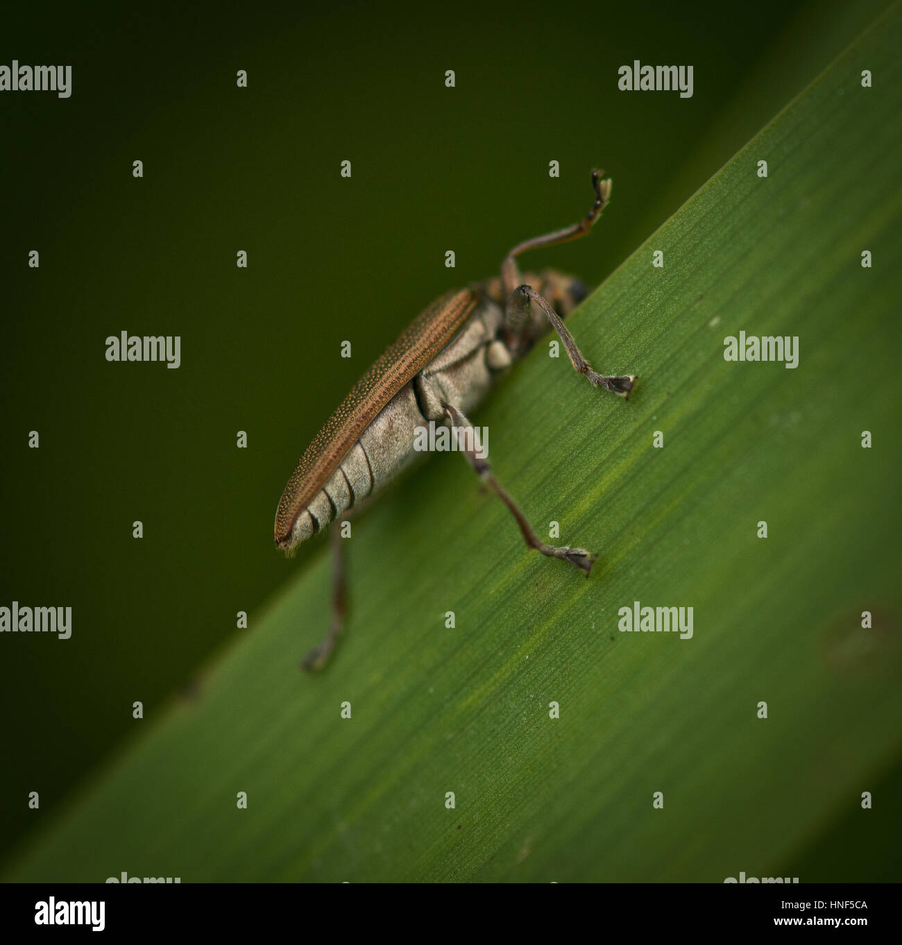 Mini bestia Foto Stock