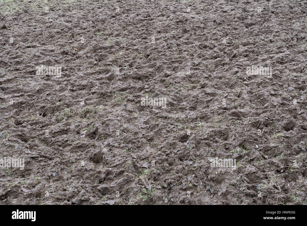 Patch fangoso di campo invernale percorsa dal bestiame ovino. Foto Stock