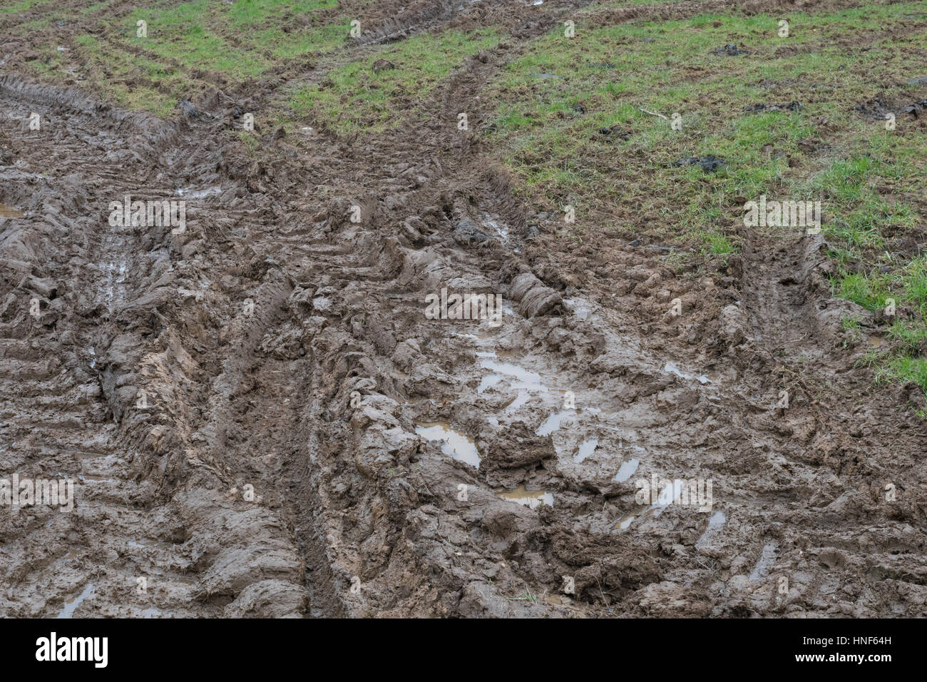 Spesso il trattore fangoso tracce di pneumatici nel campo ingresso / i brani sull'erba. Metafora stick nel fango, fangoso texture, superficie fangosa, fango, stagione invernale fango. Foto Stock