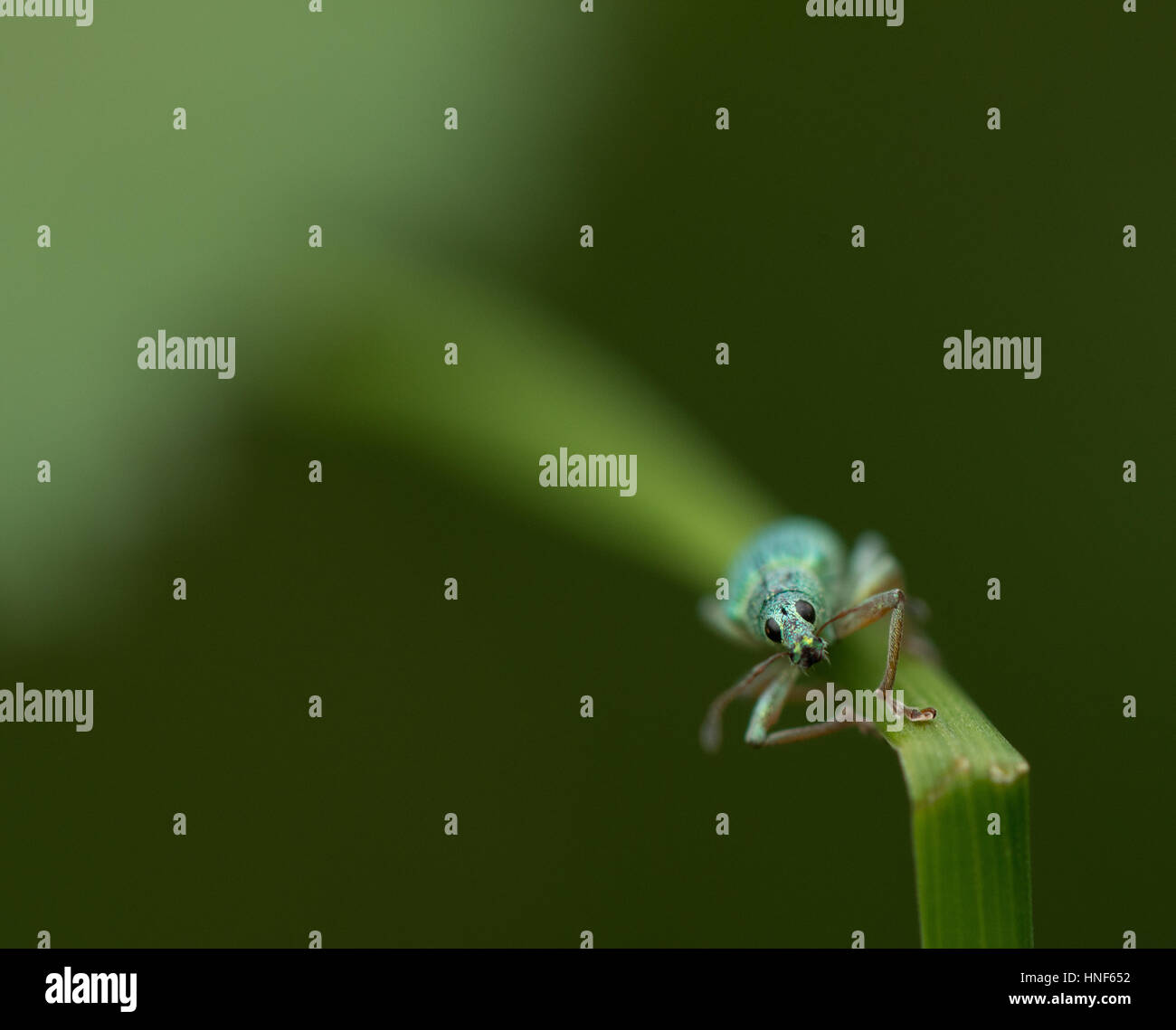 Mini bestia Foto Stock