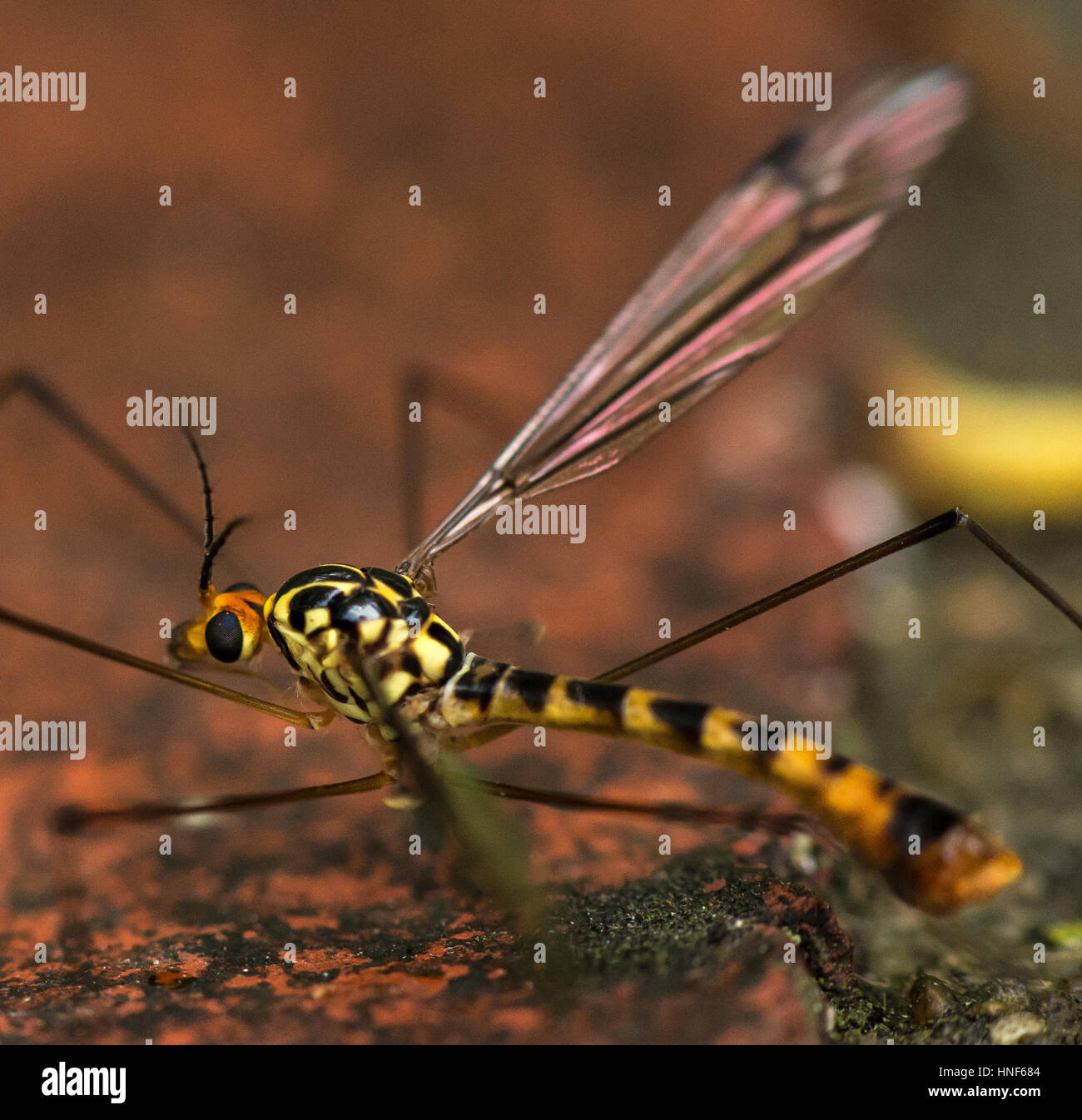 Mini bestia Foto Stock