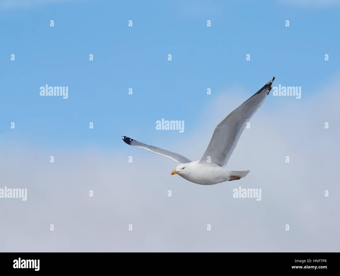 Aringa gabbiano, il Galles del Nord Foto Stock