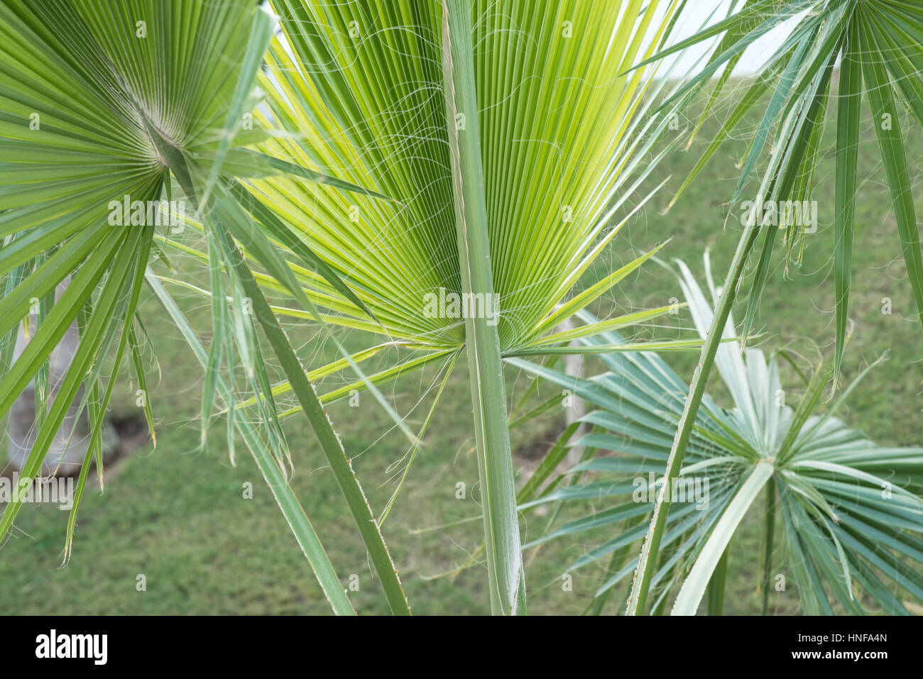 Palme sullo sfondo di close-up. Foglia di palma. Foto Stock