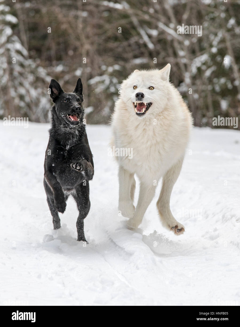 Lupo grigio; Lupus Canus; giocando con australian kelpie cane; British Columbia; Canada Foto Stock