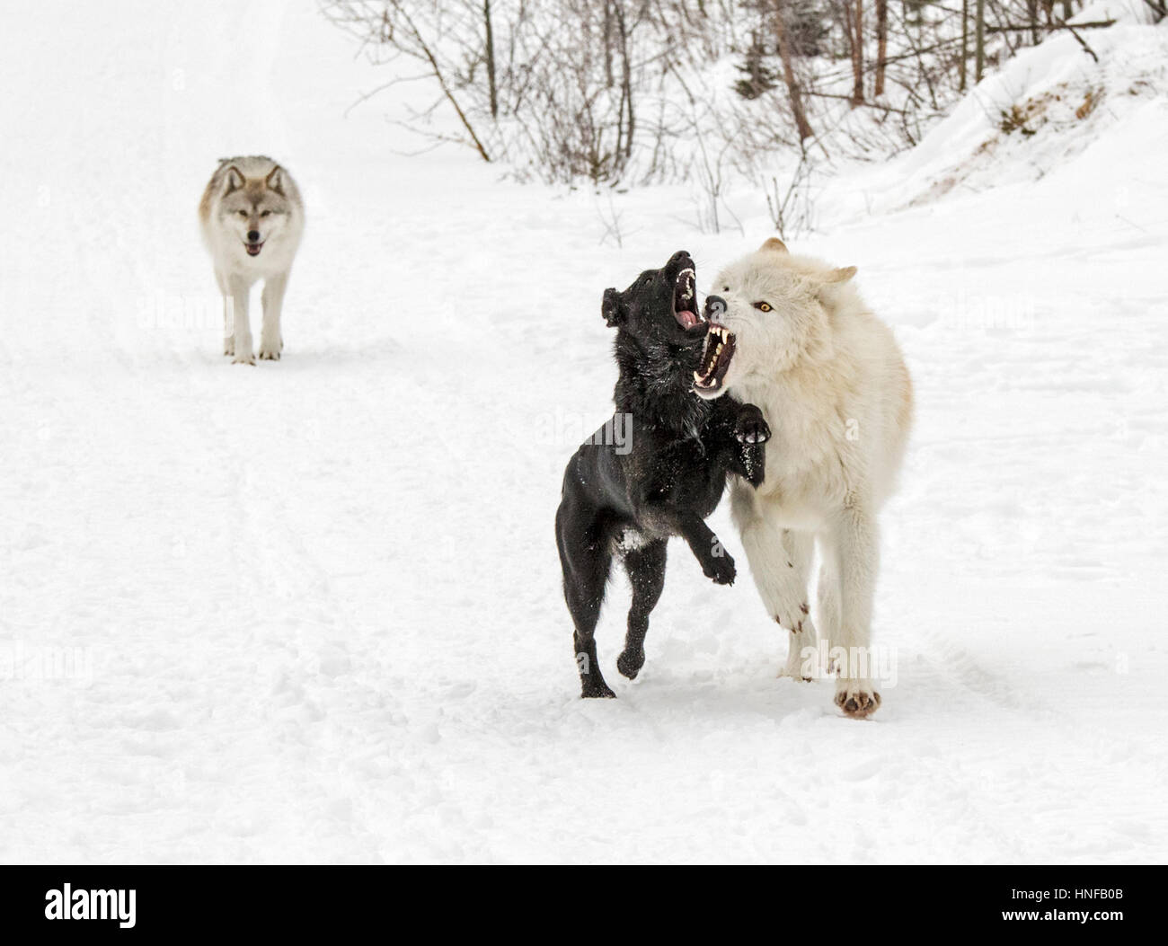 Lupi grigi; Lupus Canus; giocando con australian kelpie cane; British Columbia; Canada Foto Stock
