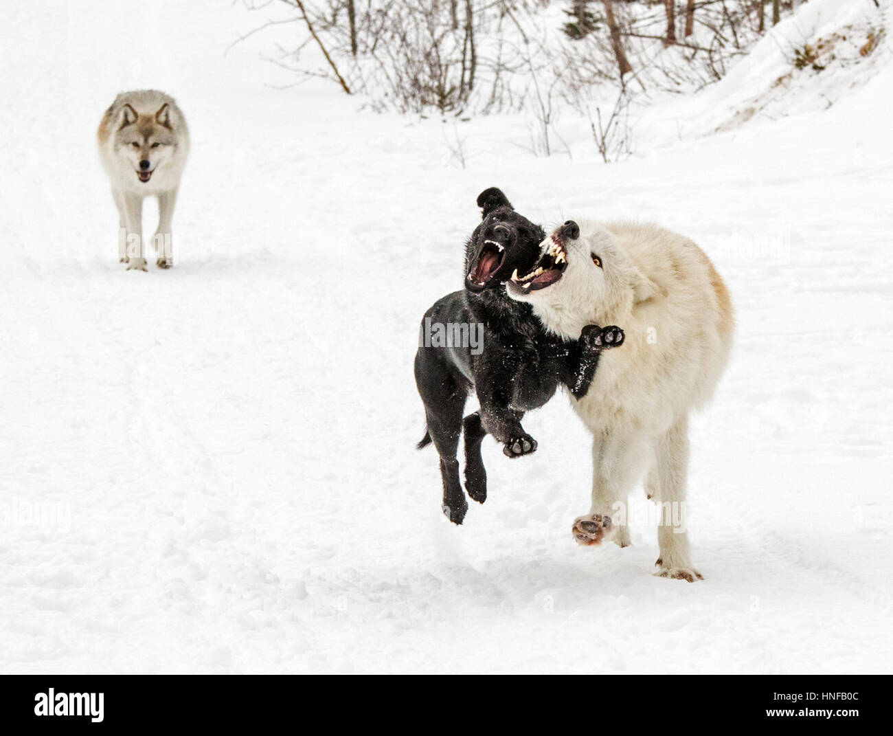 Lupi grigi; Lupus Canus; giocando con australian kelpie cane; British Columbia; Canada Foto Stock