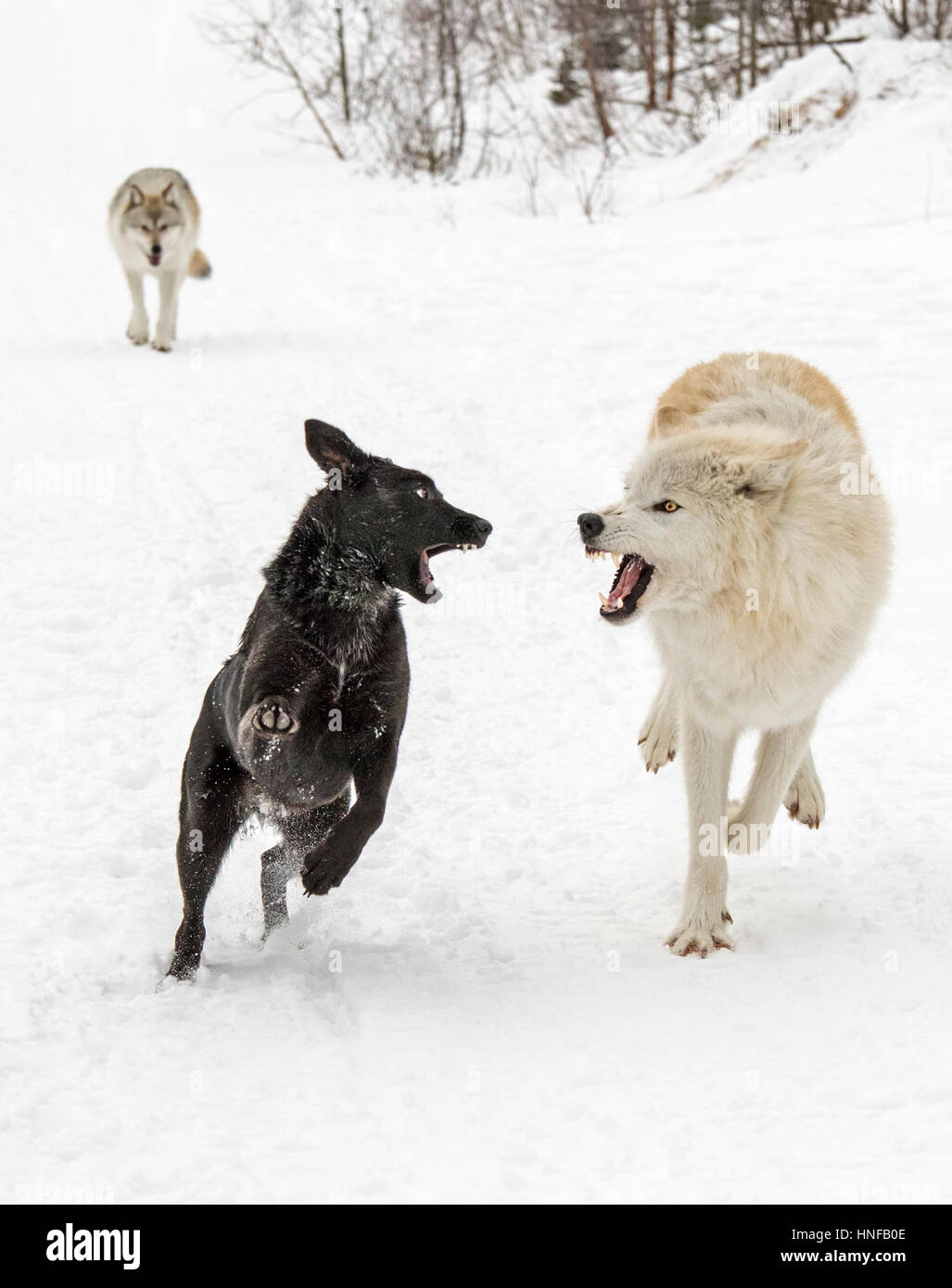 Lupi grigi; Lupus Canus; giocando con australian kelpie cane; British Columbia; Canada Foto Stock