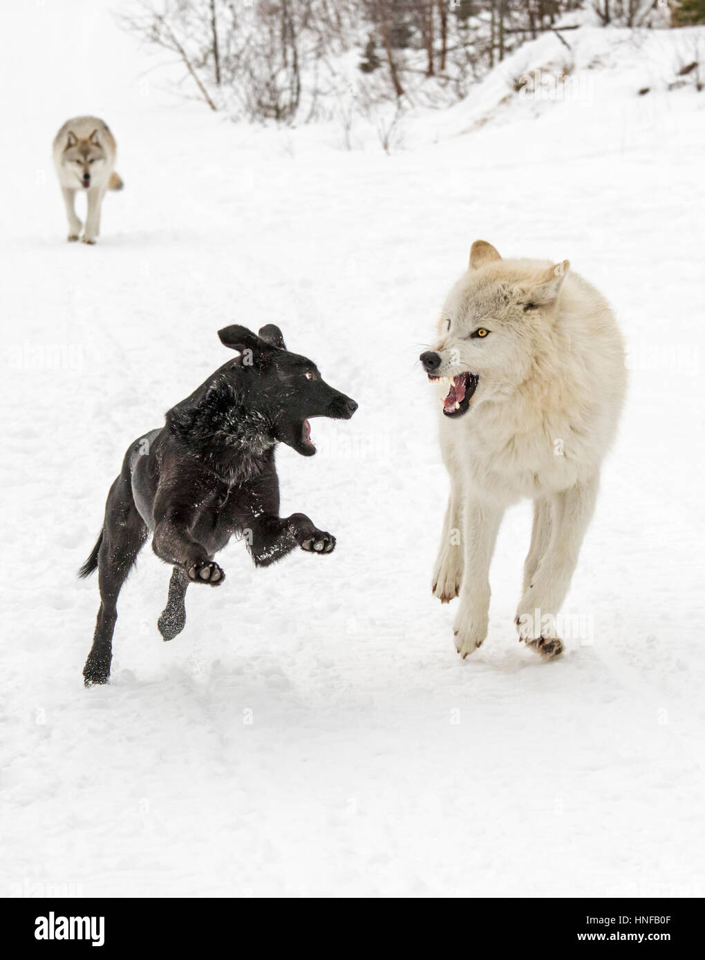 Lupi grigi; Lupus Canus; giocando con australian kelpie cane; British Columbia; Canada Foto Stock