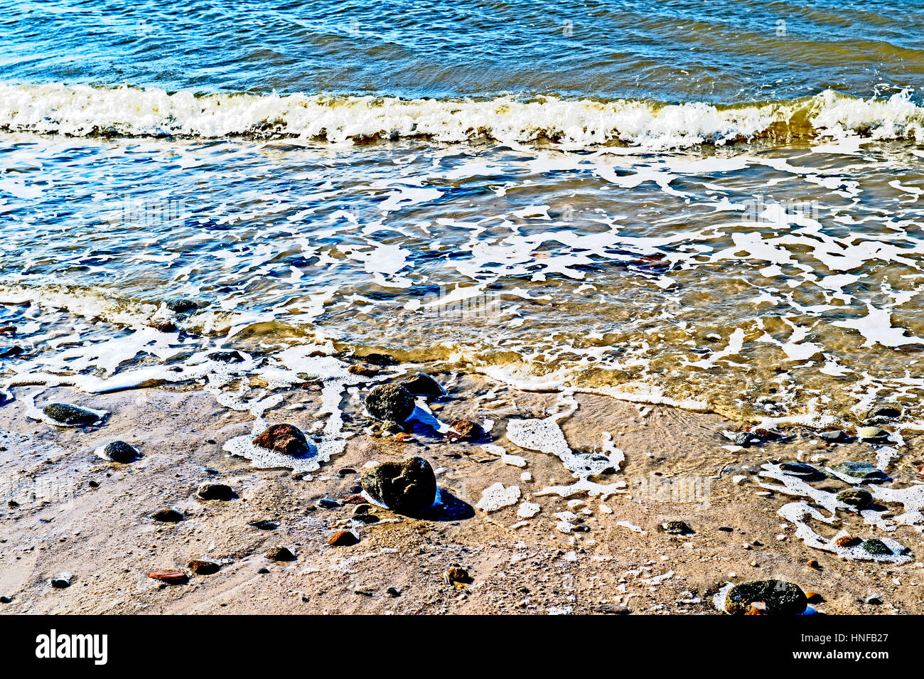 Muschelschalen am Meeresstrand; cardidi in spiaggia Foto Stock