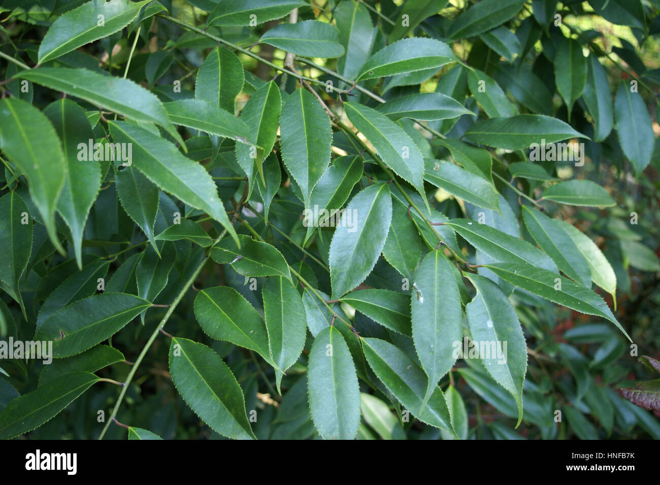 Cytura di Ilex Foto Stock