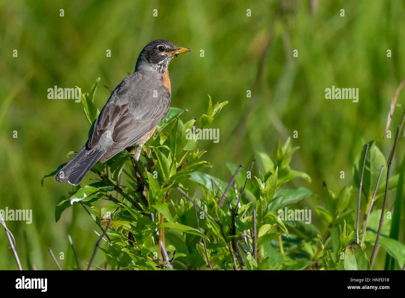 American Robin appollaiato su un ramo Foto Stock