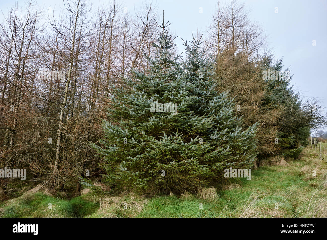 Vari alberi dello schermo sul lato sopravento di piccola patch di evergreen Sitka Spruce woodland ballymena, County Antrim, Irlanda del Nord, Regno Unito Foto Stock
