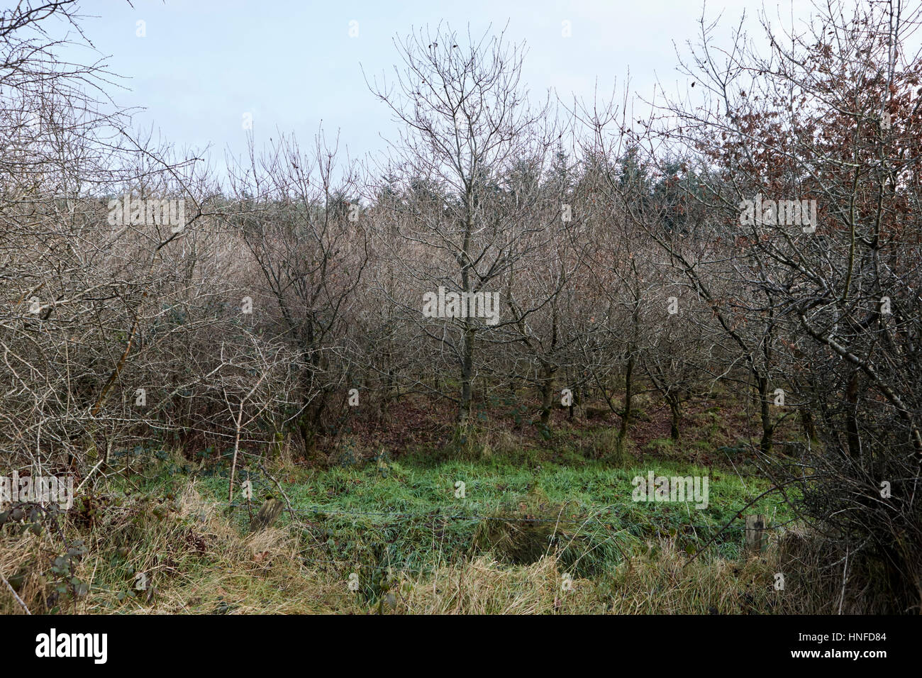 Vari alberi dello schermo sul lato sopravento di piccola patch di evergreen Sitka Spruce woodland ballymena, County Antrim, Irlanda del Nord, Regno Unito Foto Stock