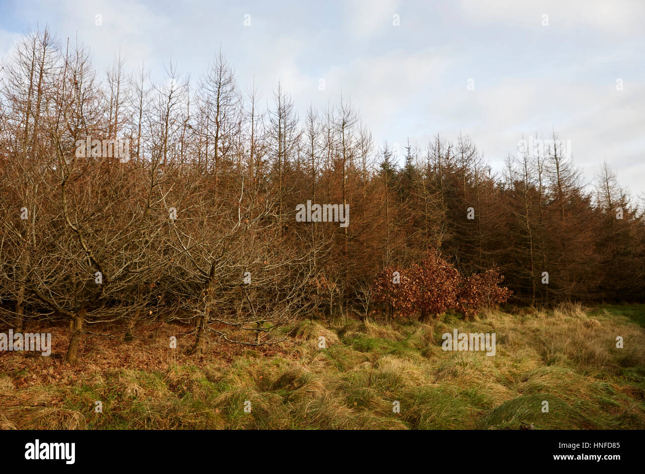 Vari alberi dello schermo sul lato sopravento di piccola patch di evergreen Sitka Spruce woodland ballymena, County Antrim, Irlanda del Nord, Regno Unito Foto Stock