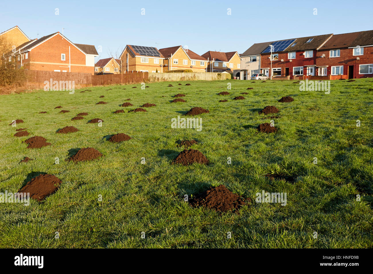 Molti molehills sull'erba a Liverpool Regno Unito Foto Stock