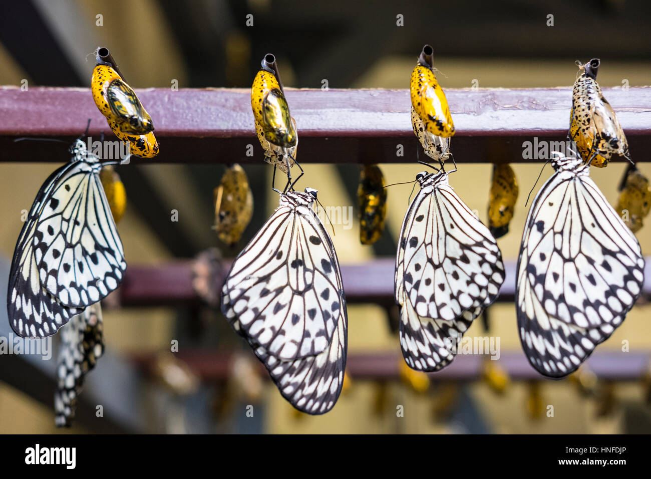 La carta di riso farfalle (Idea leuconoe) recentemente emerse da chrysalides / crisalide in incubatore in Cambridge Conservatory della Farfalla, Ontario. Foto Stock
