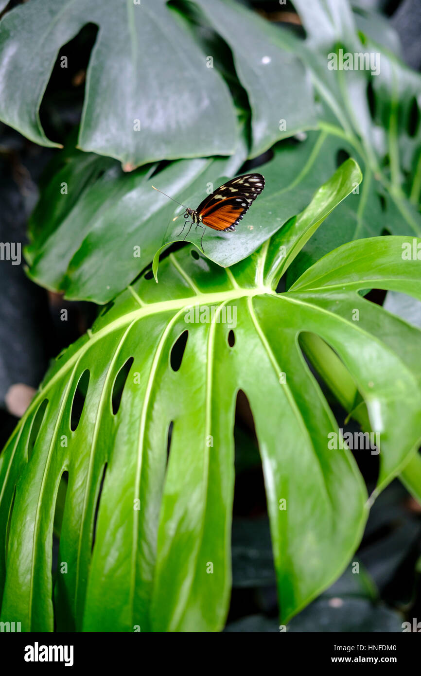 Tigerwing macchiato di panna (Tithorea tarricina) poggiato su una foglia di pianta di formaggio svizzero, pianta della casa di Monstera deliciosa. Foto Stock