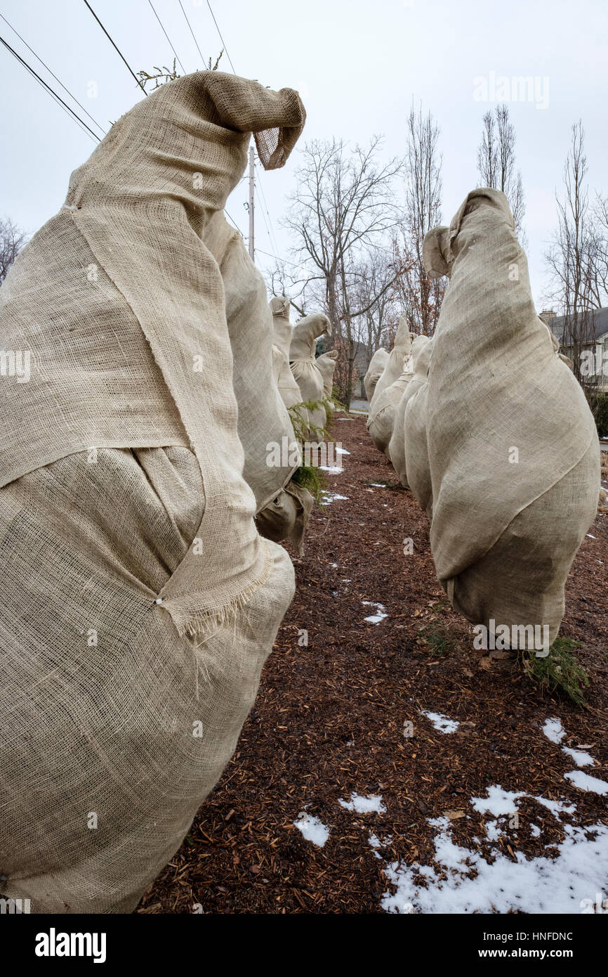 Sempreverdi avvolto con tela / sacco / hessian tessuto per proteggere dal freddo, il congelamento e il gelo durante l'inverno a Londra, Ontario, Canada. Foto Stock