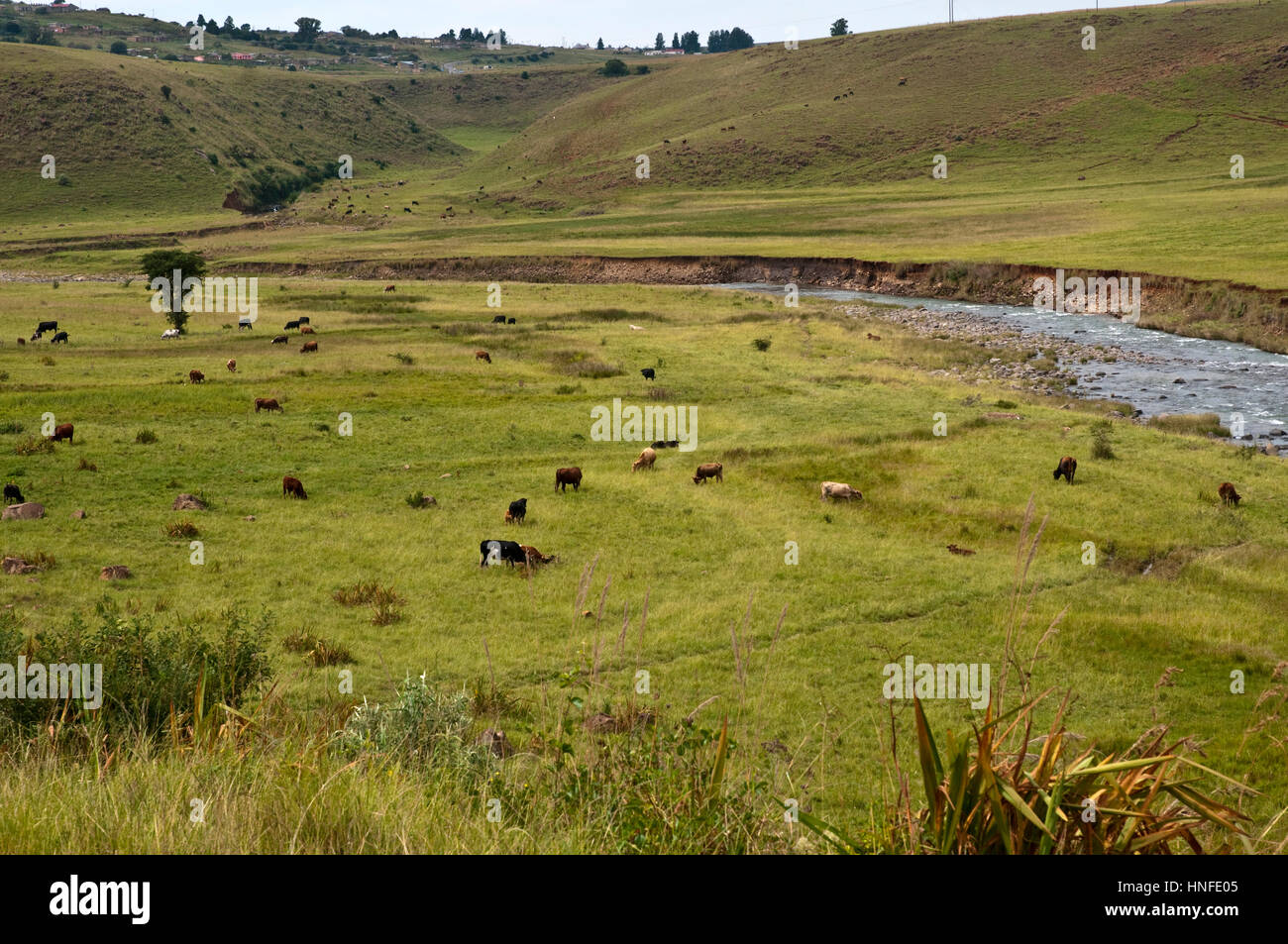 Scene del paese e la vita di montagna che circonda il Royal Natal National Park Kwazulu Natal Sud Africa Foto Stock