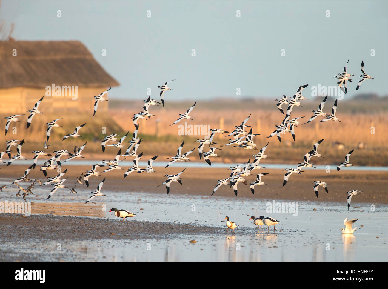 Gregge di avocette (Recurvirostra avosetta) battenti nella parte anteriore del birdwatching nasconde al di sopra dell'acqua a marsh Foto Stock