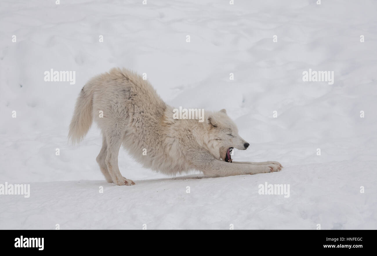 Arctic wolf nella neve. Foto Stock