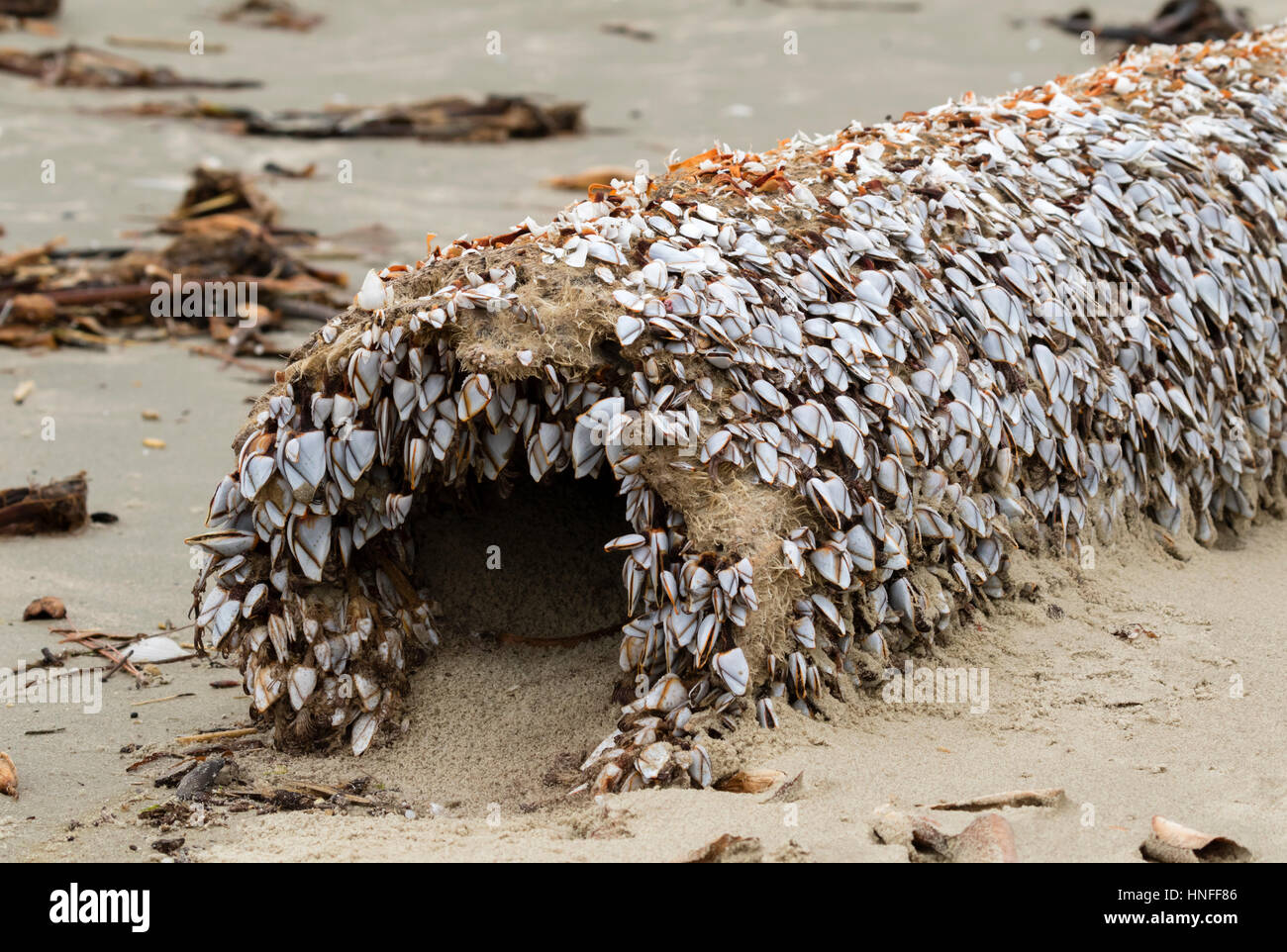 Goose cirripedi (ordine Pedunculata), chiamato anche sgambate o a collo di cigno cirripedi, su un marcio driftwood all'Ocean Beach, a Galveston, Texas, Stati Uniti d'America Foto Stock