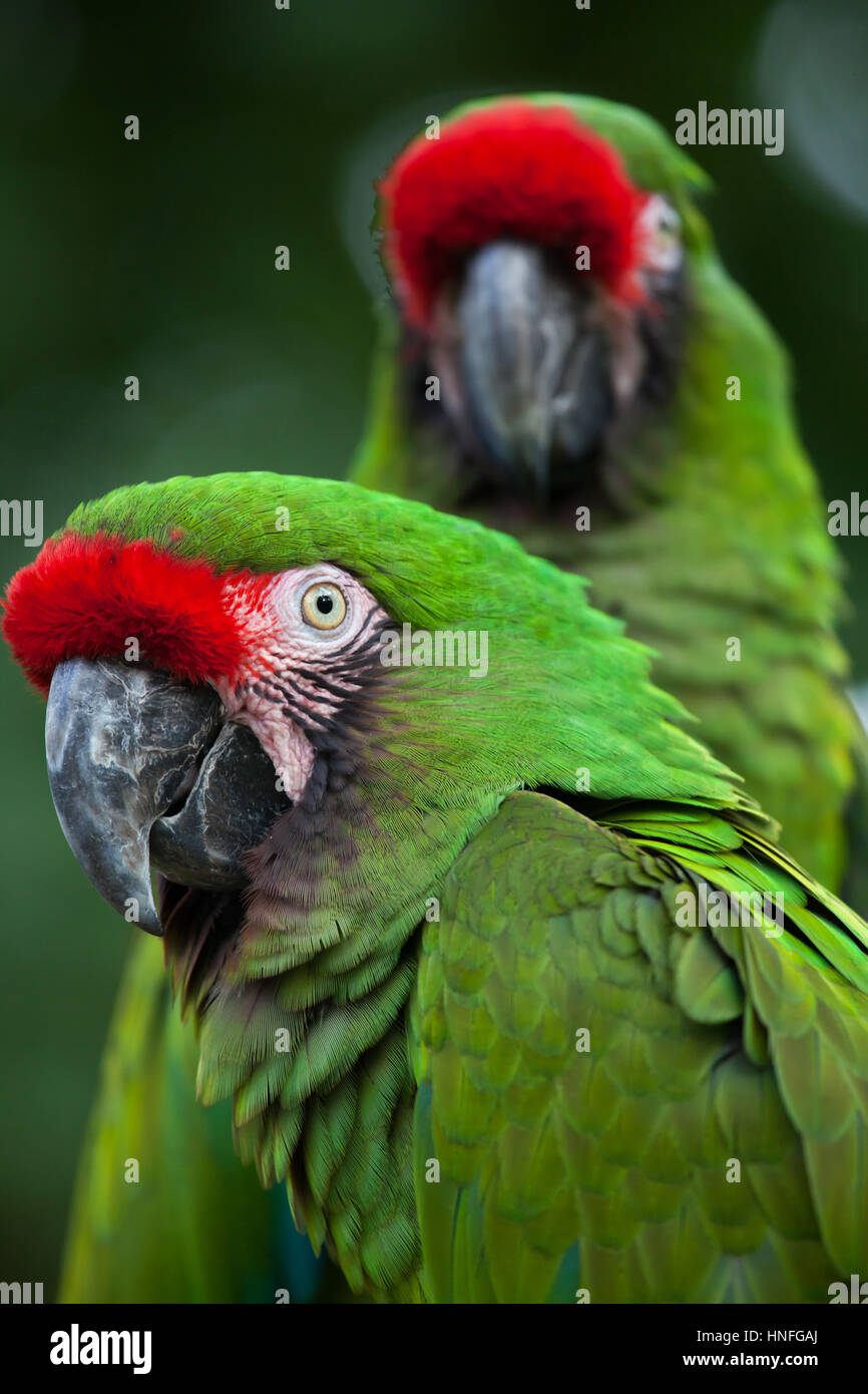 Militare verde macaw (Ara militaris). Foto Stock