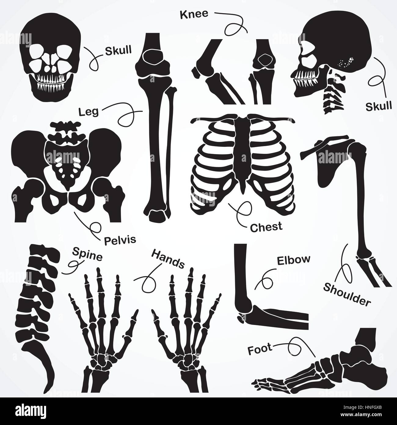 Raccolta dello scheletro umano (Cranio,collo,colonna vertebrale,GINOCCHIO,congiunto,mano,polso,dito,retro,BRACCIO,il gomito,avambraccio,piedi,caviglia,gamba,coscia,hip,,pelvica torace, nervatura,clavicola,sh Illustrazione Vettoriale