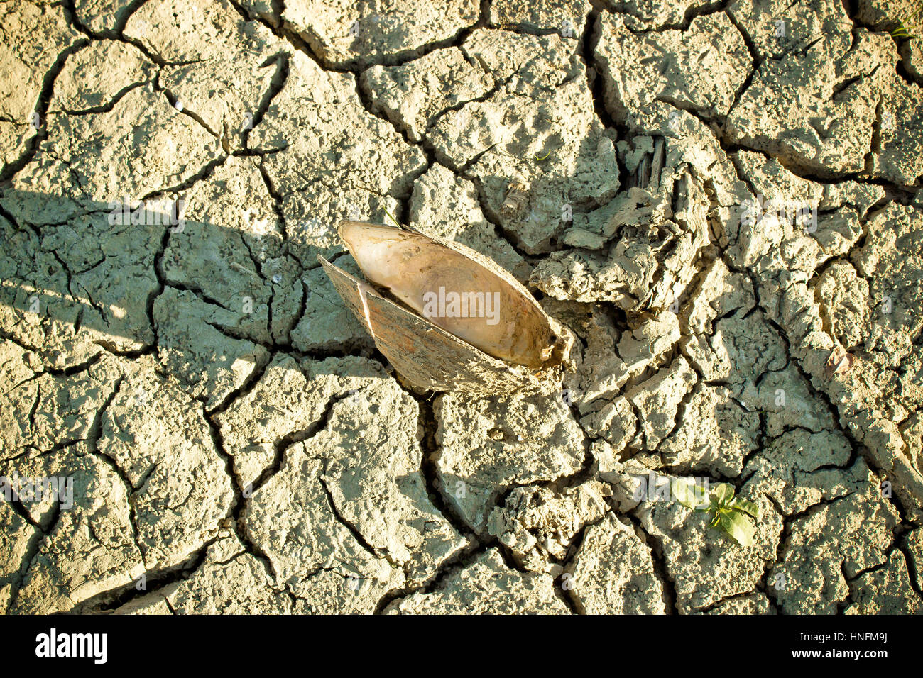 Guscio di fiume sul fiume secco fondo durante la stagione di secchezza, Margaritifera auricularia Foto Stock