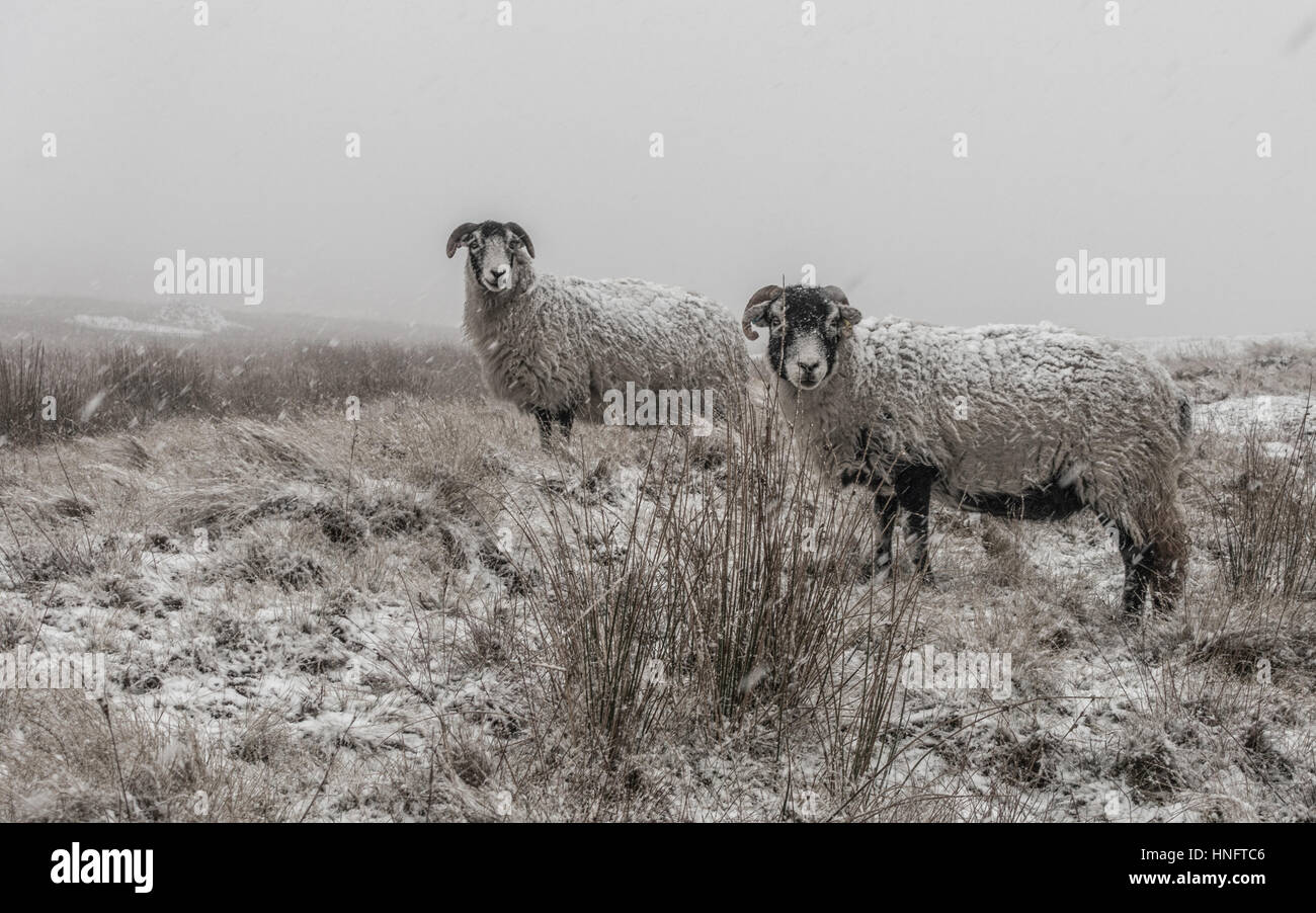 Ilkley Moor, West Yorkshire, Regno Unito. 12 Feb, 2017. Regno Unito: meteo neve copre le pecore nel freddo di colpire i motivi più elevato nel West Yorkshire, Ilkley Moor Wharfedale, Leeds, Regno Unito. Credito: Rebecca Cole/Alamy Live News Foto Stock