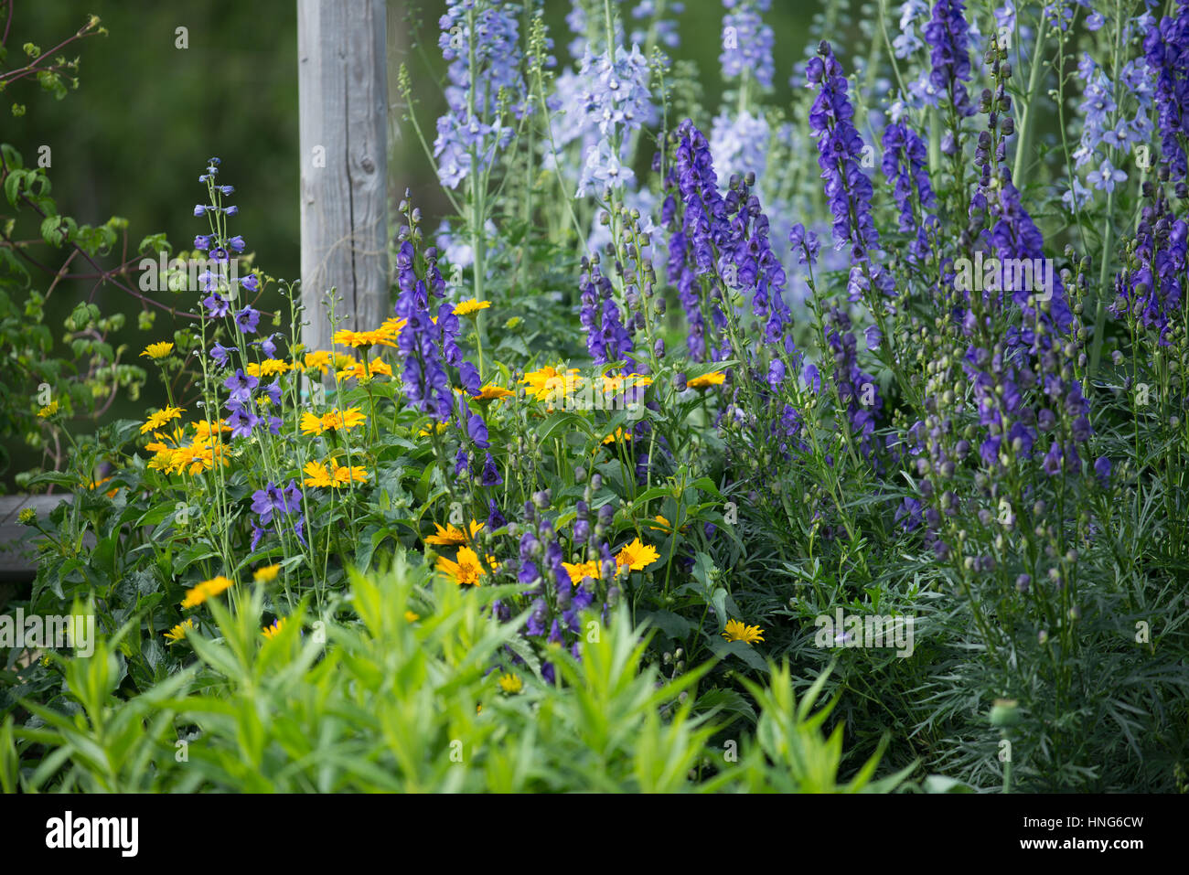 Fiori viola in Silver Springs Giardini Botanici Foto Stock