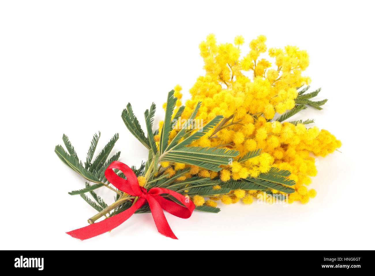 Immagine ravvicinata di fiori di mimosa. Isolato su bianco. Foto Stock