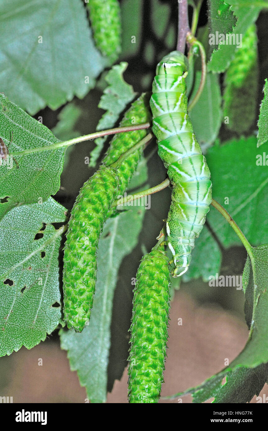 Kentish Gloria (Endromis versicolora) larve camuffato come argento amenti di betulla Foto Stock