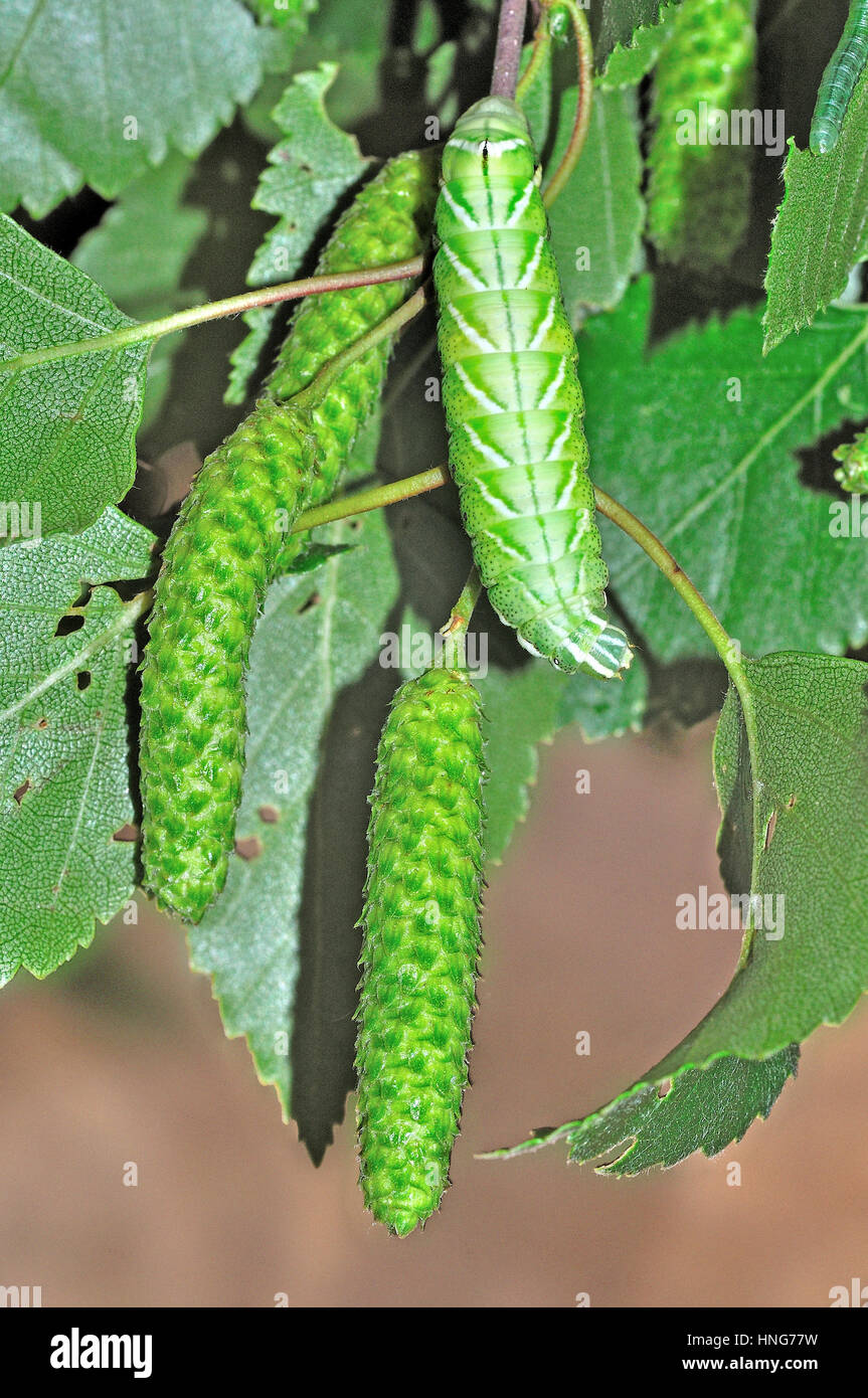 Kentish Gloria (Endromis versicolora) larve camuffato come argento amenti di betulla Foto Stock