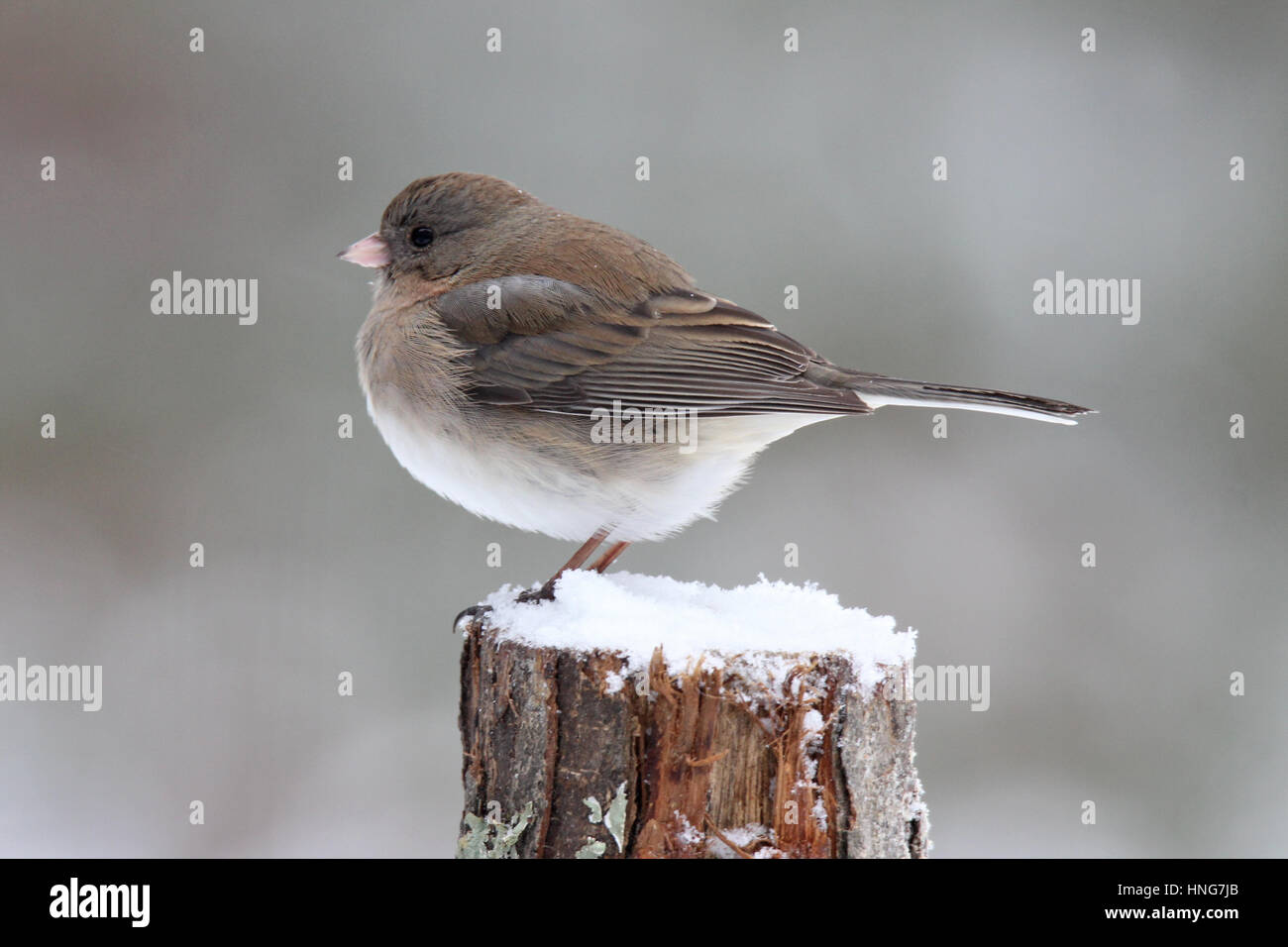 Una femmina di dark eyed (ardesia-colorato) junco si appollaia in inverno una tempesta di neve Foto Stock