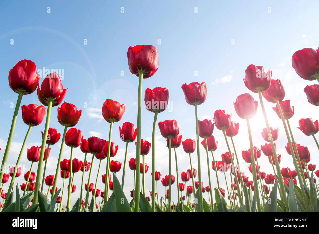 Aiuola di tulipani rossi. Fiori colpo da sotto. Sole che splende attraverso i tulipani.I Tulipani sul cielo dello sfondo. Foto Stock