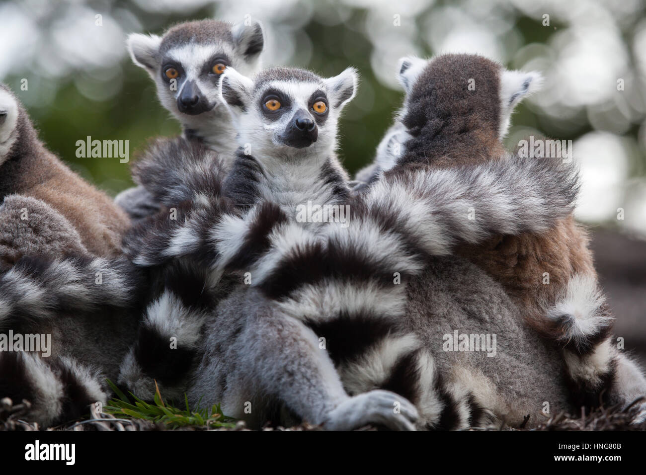 Anello-tailed lemur (Lemur catta) presso la Fleche Zoo nella Valle della Loira, in Francia. Foto Stock