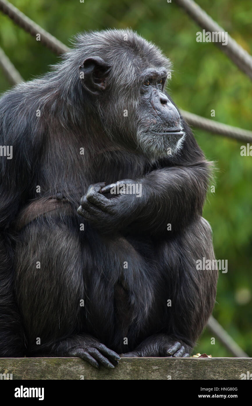 Scimpanzé comune (Pan troglodytes), noto anche come il robusto di uno scimpanzé a La Fleche Zoo nella Valle della Loira, in Francia. Foto Stock