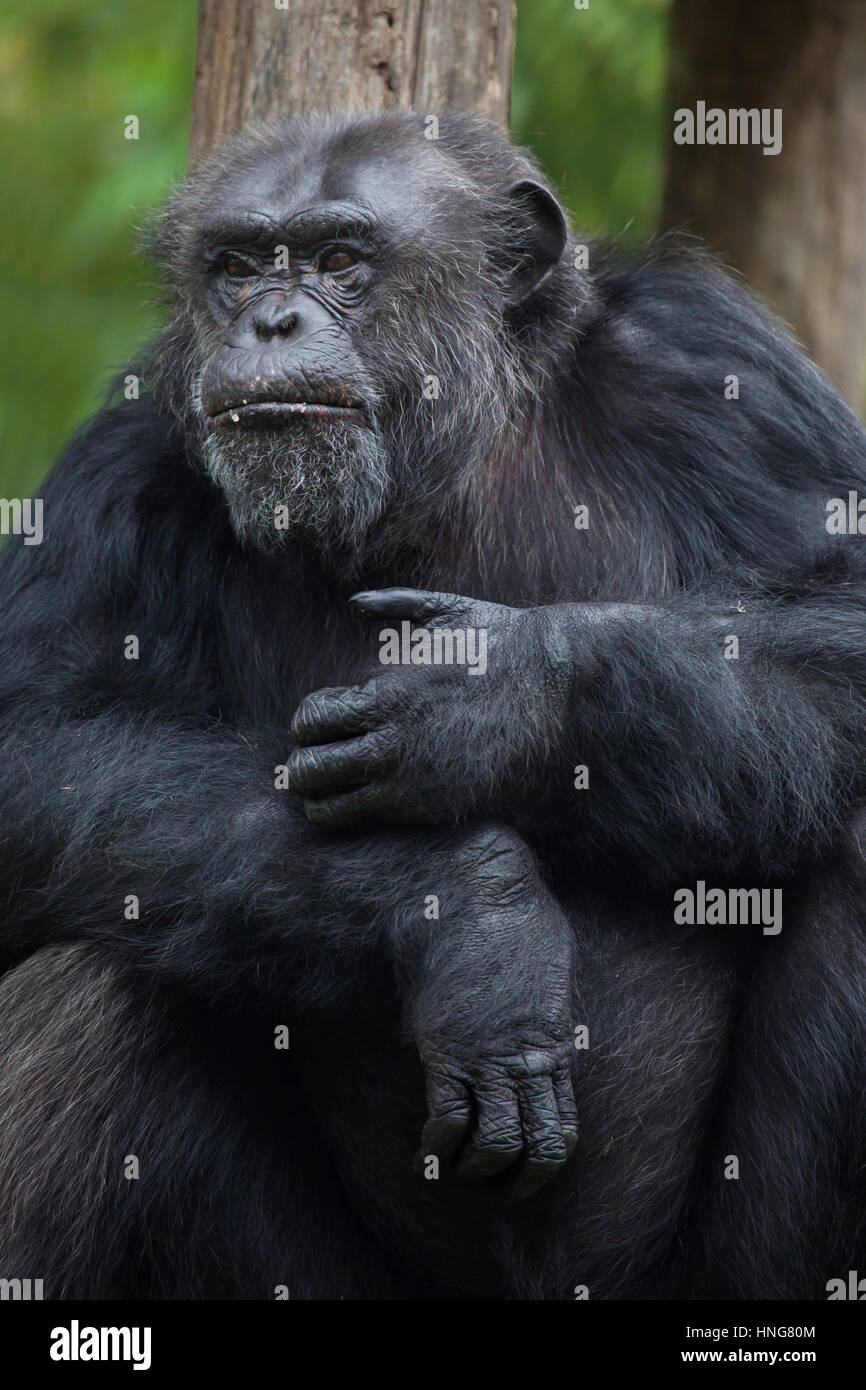 Scimpanzé comune (Pan troglodytes), noto anche come il robusto di uno scimpanzé a La Fleche Zoo nella Valle della Loira, in Francia. Foto Stock