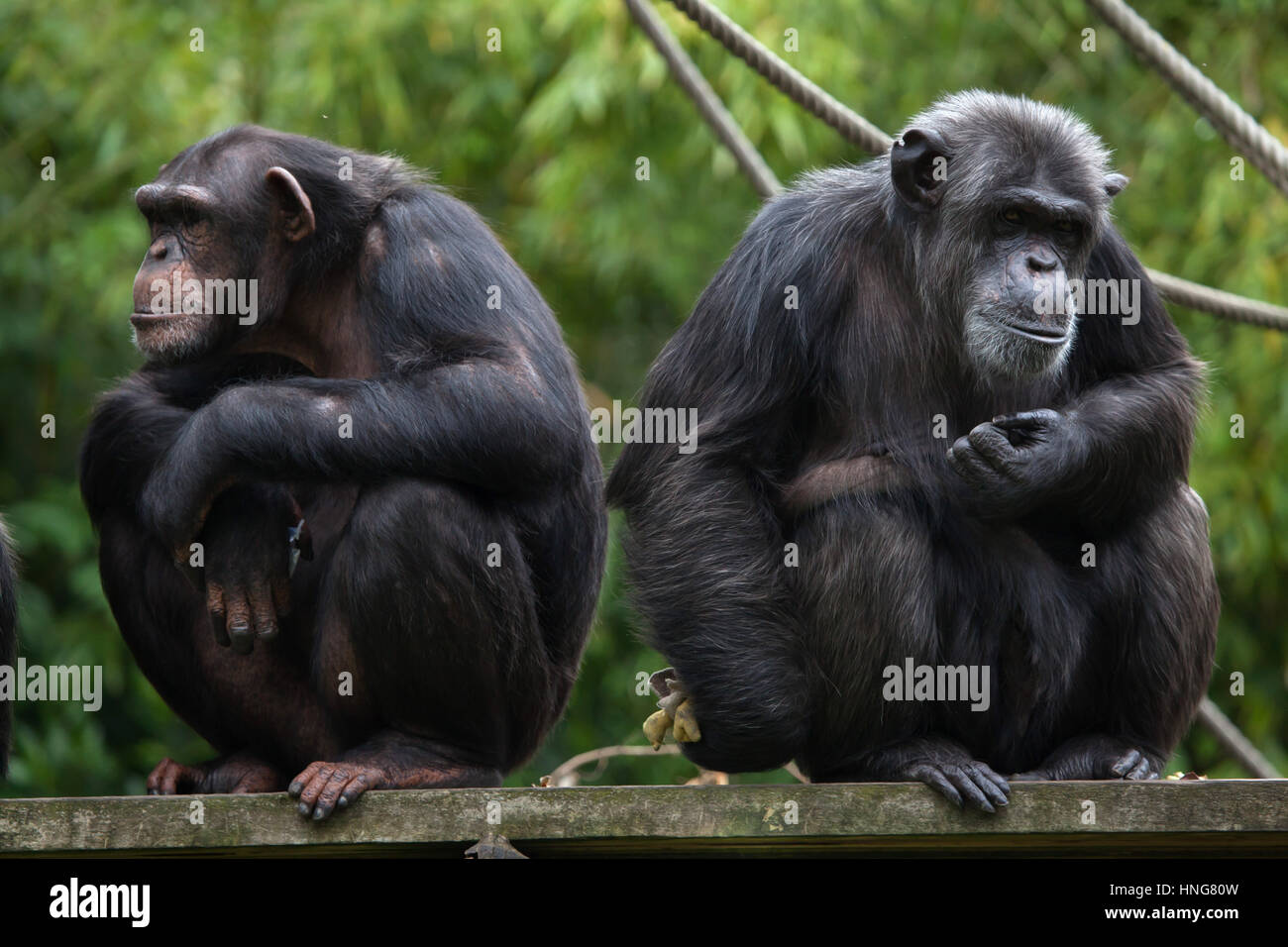Scimpanzé comune (Pan troglodytes), noto anche come il robusto di uno scimpanzé a La Fleche Zoo nella Valle della Loira, in Francia. Foto Stock