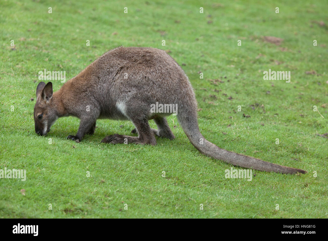 Rosso-un wallaby dal collo (Macropus rufogriseus), noto anche come il Bennett's wallaby. Foto Stock