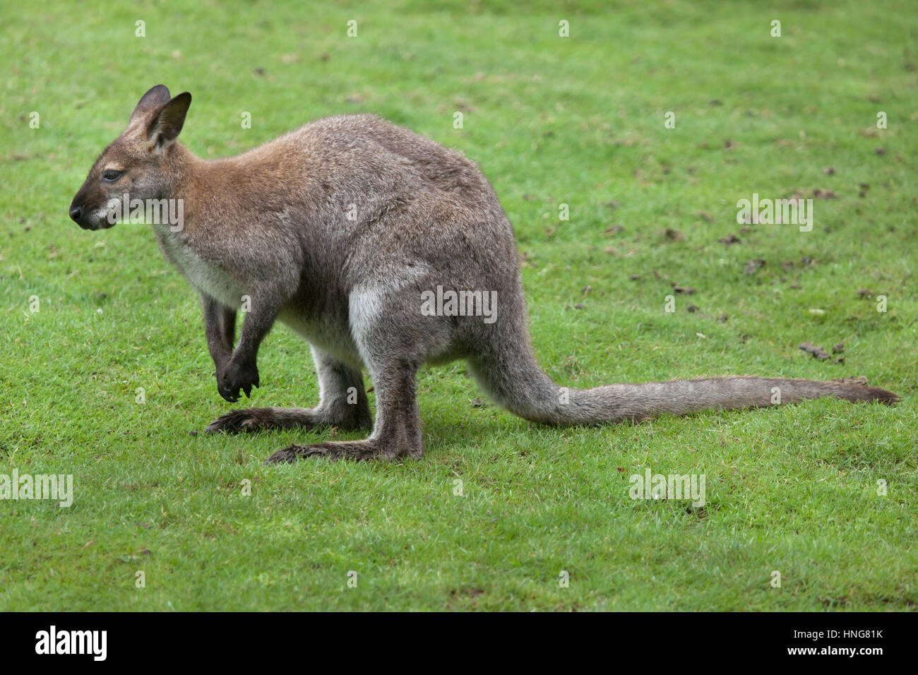 Rosso-un wallaby dal collo (Macropus rufogriseus), noto anche come il Bennett's wallaby. Foto Stock